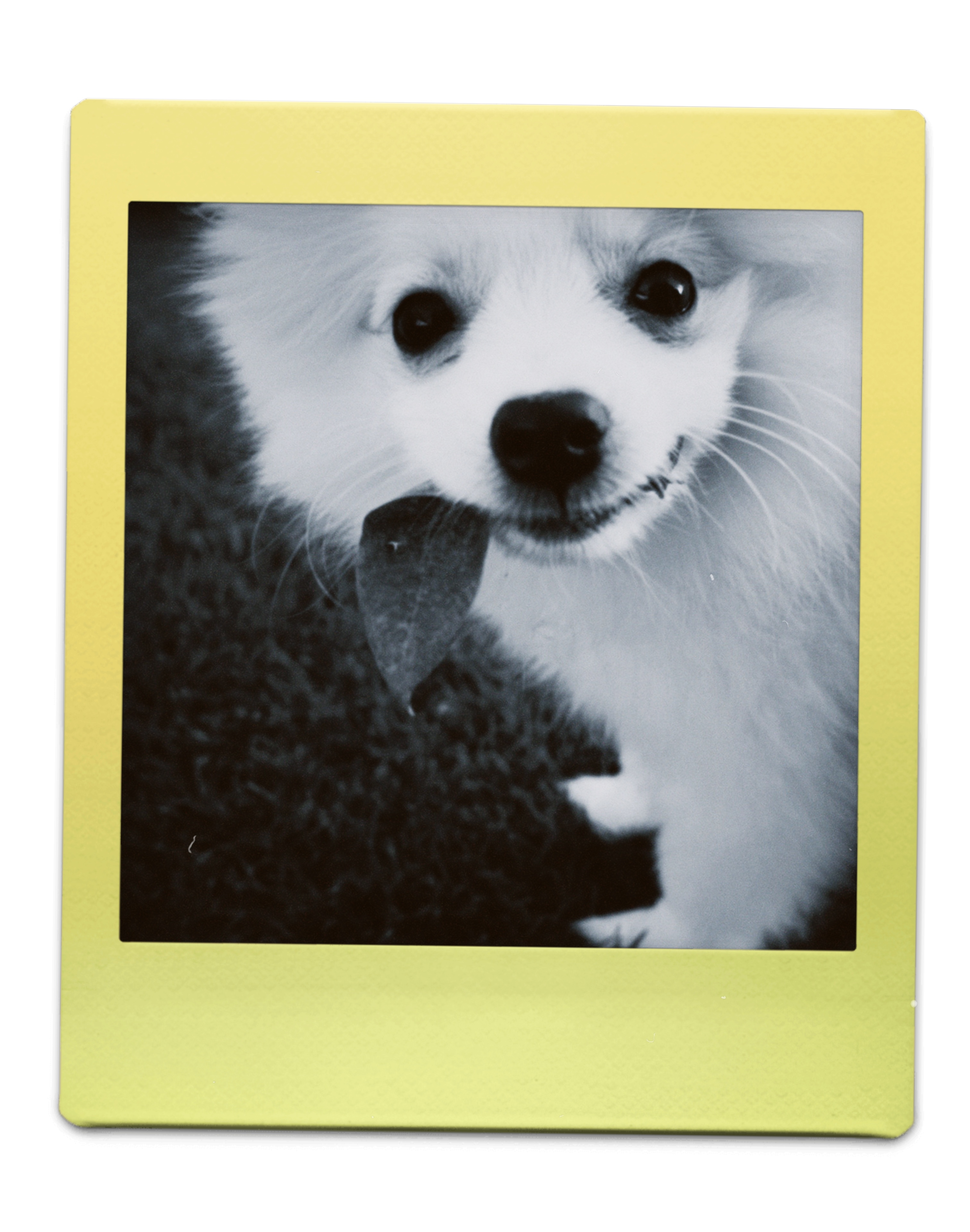 polaroid hond