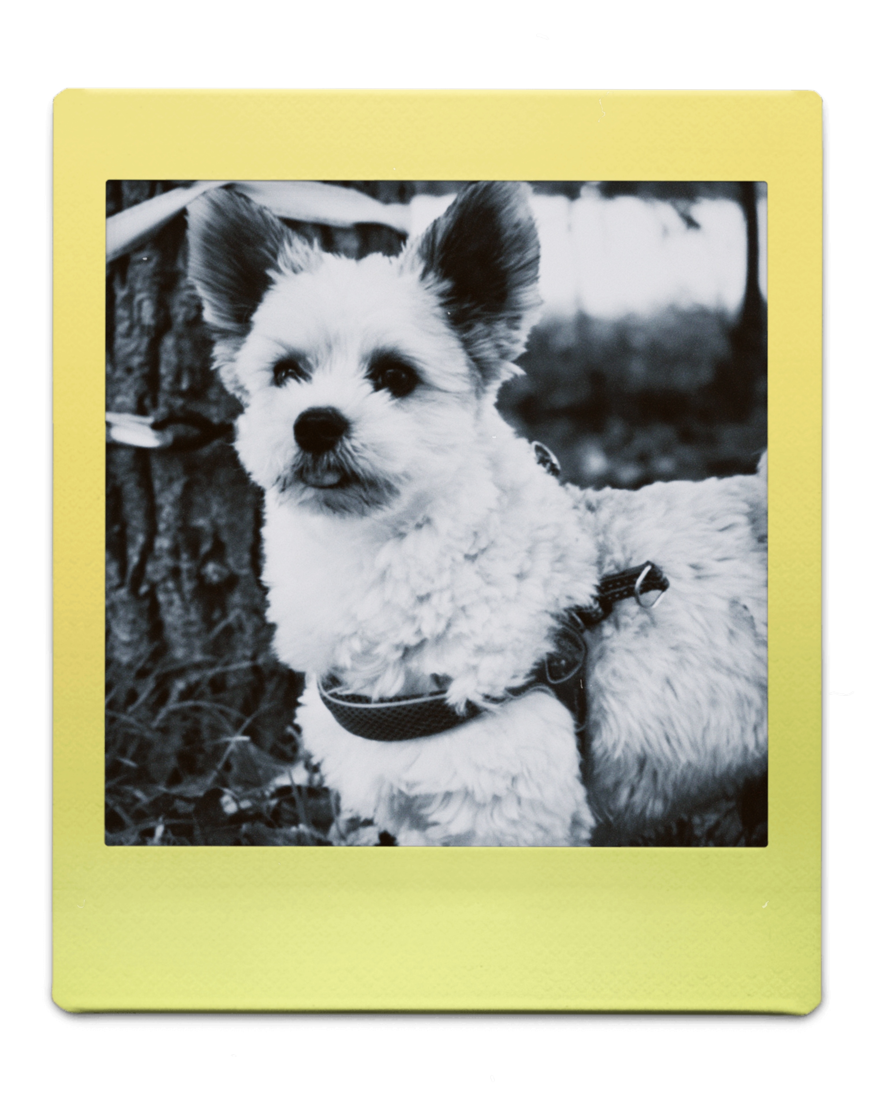 polaroid hond